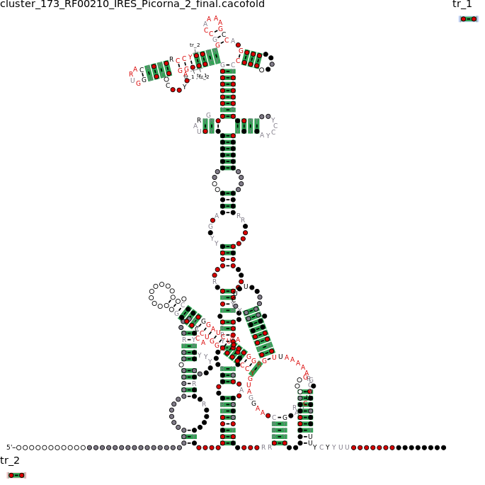 R-scape covariation plot of IRESG003