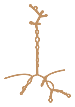 Consensus structure of IRESG003