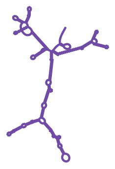 Consensus structure of IRESG004