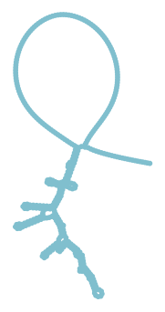 Consensus structure of IRESG006