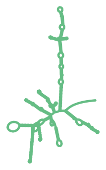 Consensus structure of IRESG007