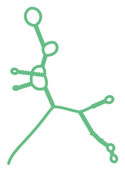 Consensus structure of IRESG050