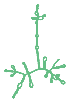 Consensus structure of IRESG055