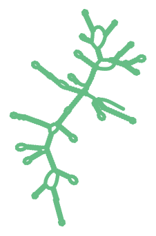 Consensus structure of IRESG081