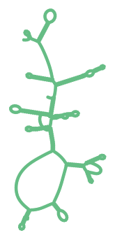 Consensus structure of IRESG084