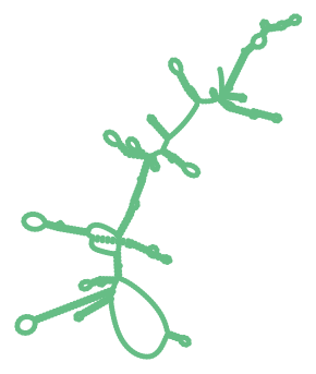 Consensus structure of IRESG086