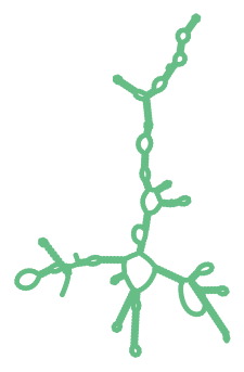 Consensus structure of IRESG106