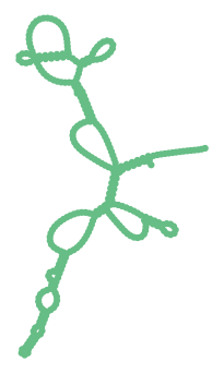 Consensus structure of IRESG134