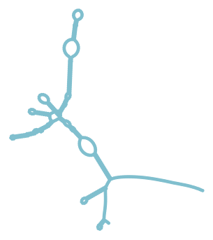 Consensus structure of IRESG154