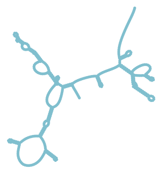 Consensus structure of IRESG155
