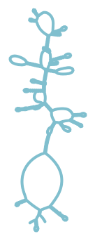 Consensus structure of IRESG160