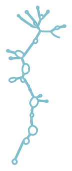 Consensus structure of IRESG166