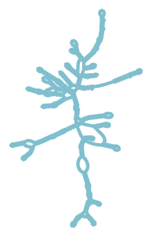 Consensus structure of IRESG173