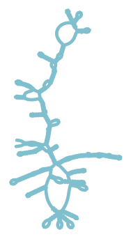 Consensus structure of IRESG179