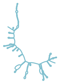 Consensus structure of IRESG192