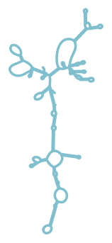 Consensus structure of IRESG197