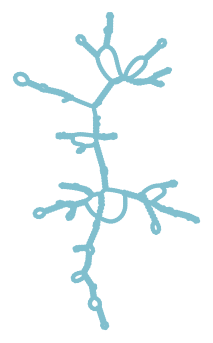 Consensus structure of IRESG211