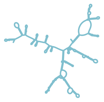 Consensus structure of IRESG229
