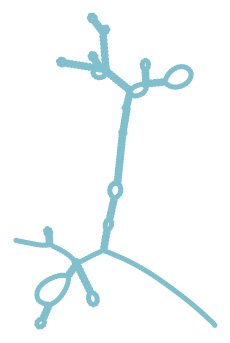 Consensus structure of IRESG237