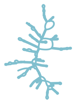 Consensus structure of IRESG242
