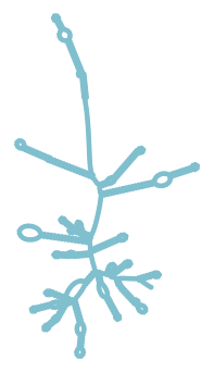 Consensus structure of IRESG248