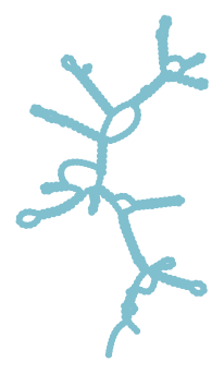 Consensus structure of IRESG261