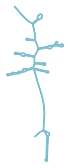 Consensus structure of IRESG263