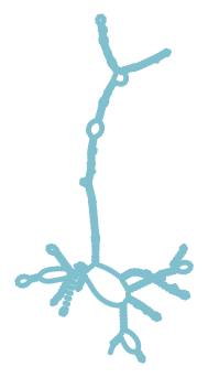 Consensus structure of IRESG283