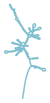 Consensus structure of IRESG286