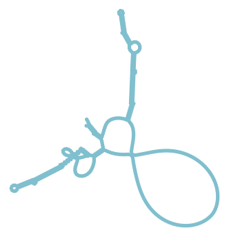 Consensus structure of IRESG304