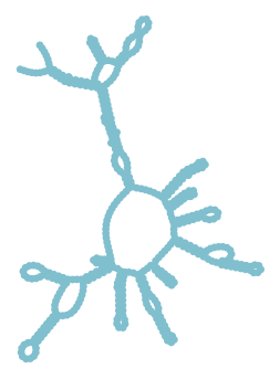 Consensus structure of IRESG310