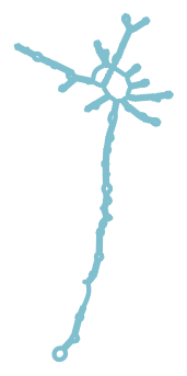 Consensus structure of IRESG311